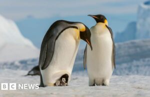 El hielo marino del mundo cae a registrar bajo
