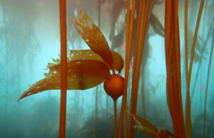 La algadilla del mundo necesita ayuda: menos del 2% está altamente protegido