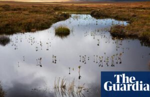 Las turberas en gran parte sin protección del mundo están marcando 'Bomba de carbono', advierte el estudio | Crisis climática