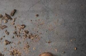 Las mujeres de helado del condado de Seneca