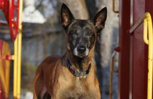 ¡Anunciando a los ganadores del concurso de mascotas 2025 de Warrenton Lifestyle!