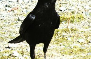 Notas de la naturaleza: los cuervos inteligentes se ayudan mutuamente a encontrar comida | Estilo de vida