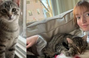 Grade de la universidad: Adoptar un gato me ayudó a sentirme menos solo en el mundo real