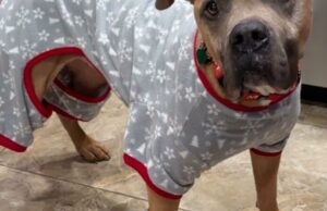 Adoptar una mascota de crianza: Baloo