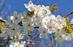 East Coast Garden Center anuncia la serie de clases de primavera