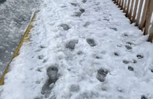 Caer en: toma esta nieve y palé