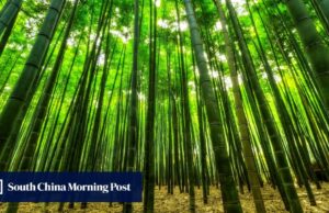 Cómo los ingenieros chinos usaron bambú en el puente marino más largo del mundo y más