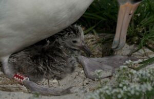 Sabiduría, el ave más antigua del mundo, debuta a su nueva chica a los 74 años