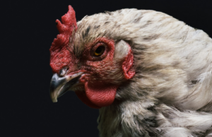 El pollo con manicura perfecta y peinado tiene más goteo que cualquier humano