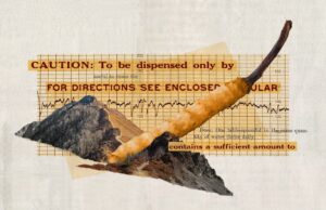 'Himalaya viagra': el hongo más codiciado del mundo