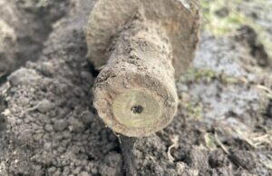 Fotos: Posibles armas de la Primera Guerra Mundial encontradas en el aeródromo de Vancouver