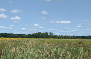 Proyecto de humedales de Little River Celebrando el Día Mundial de los Humedales con la Semana de Actividades del Tema de Conservación