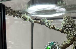 Art Ginebra 2025 – Revista Coeval