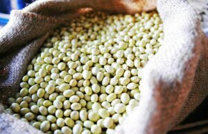 Slow Food Marks World Pulses Day 2025 con un nuevo manifiesto que une la red de frijoles lentos y las iniciativas internacionales