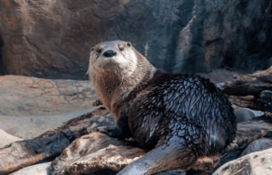 Maymont Park de Richmond para celebrar el Día Mundial de la Vida Silvestre