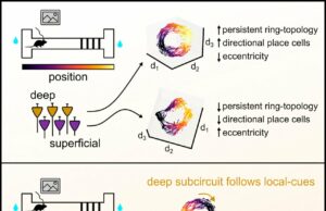 Cómo el cerebro construye mapas sofisticados para navegar y recordar el mundo