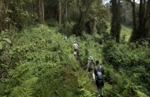 Con solo 5 años para el final, el mundo está fallando en un trato vital para detener la pérdida de biodiversidad