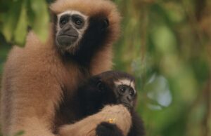 Los aldeanos luchan por mantener a flote a su amada población de simios