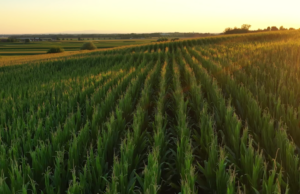 6 formas en que la IA está marcando la diferencia en el mundo