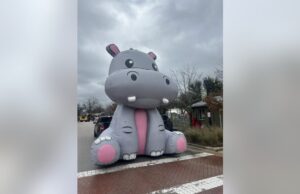 Hutto Hippos: Cómo una ciudad está celebrando el Día Mundial del Hippo