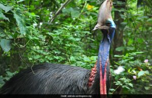 Conoce a Cassowary, el pájaro más peligroso del mundo capaz de matar a un humano