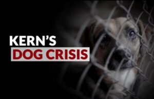 Vacunas, servicio de eliminación de garrapatas disponibles en el Día Mundial de la Esteridad en el Hospital Veterinario de ROC