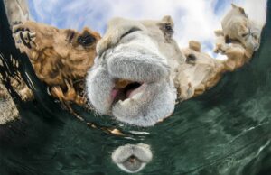 El fotógrafo submarino del año celebra 60 años de diversidad de vida silvestre – Colosal