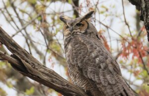 ¿No te importa un poco sobre los deportes? El excelente búho podría ser para ti: NPR