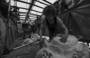 Fotos: Los esquiladores de ovejas de Colorado que ayudan a alimentar el mundo de la moda