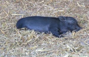 La repetición de rescate del cerdo en una cama pequeña se convierte en la ternura del sueño en oro de derretimiento del corazón