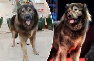 El perro más caro del mundo es la primera raza de su tipo, y vino con un precio de $ 5.7 millones