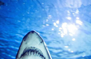 Los principales países del mundo para detectar grandes tiburones blancos exóticos