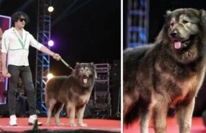 El perro más caro del mundo trajo un precio considerable