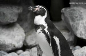 'Penguin' favorito del mundo: Vote por el Pepe de Brookfield Zoo Chicago el Penguin Humboldt para March of the Penguin Madness