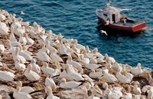 10 sitios de observación de aves de clase mundial en el Atlántico de Canadá
