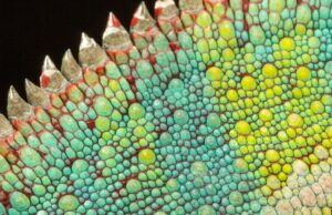 3 Fotos de reptiles ganadoras de los 2025 World Nature Photography Awards, y cómo un 'pescado que respira en la piel' robó el espectáculo