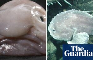 Una vez nombrado animal más feo del mundo, Blobfish gana el pez del año de Nueva Zelanda | Nueva Zelanda