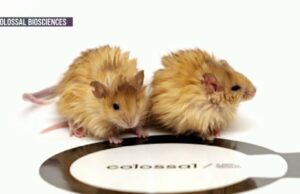De cerca con los primeros “ratones lanudos” del mundo