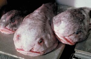 Blobfish va de 'el animal más feo del mundo' a los peces del año