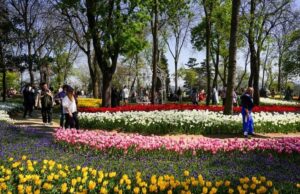 Donde atrapar festivales de tulipan en todo el mundo en la primavera de 2025
