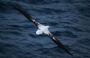 La gripe de aves golpea las colonias de albatros errantes más grandes del mundo