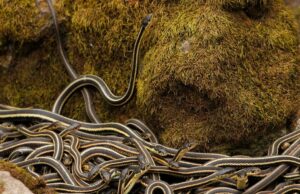 Dentro de la reunión de serpientes más grande del mundo, ¿por qué más de 75,000 narcisos de enjambre de serpientes cada año
