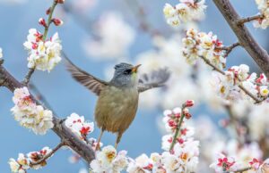 La belleza de la primavera de todo el mundo en 14 hermosas fotos