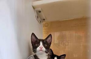 Las agencias locales se unen para informar a la comunidad sobre la próxima temporada de gatitos