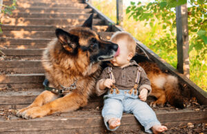 Los zoomies de pastor alemán terminan con la sorpresa más dulce para el bebé humano