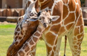 West Valley's Wildlife World Zoo da la bienvenida a la jirafa bebé