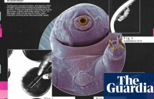 'LEGO y TARDIGRADES': Cuando los humanos finalmente destruyen el mundo, ¿qué quedará? | Ambiente