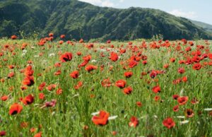 Que tengas un hermoso fin de semana. | Taza de Jo