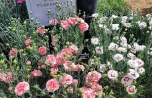 Pickes Pick: Apertura de la temporada en Hillside Gardens