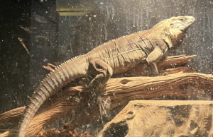 Un tipo especial de mascota de casa | Estilo de vida